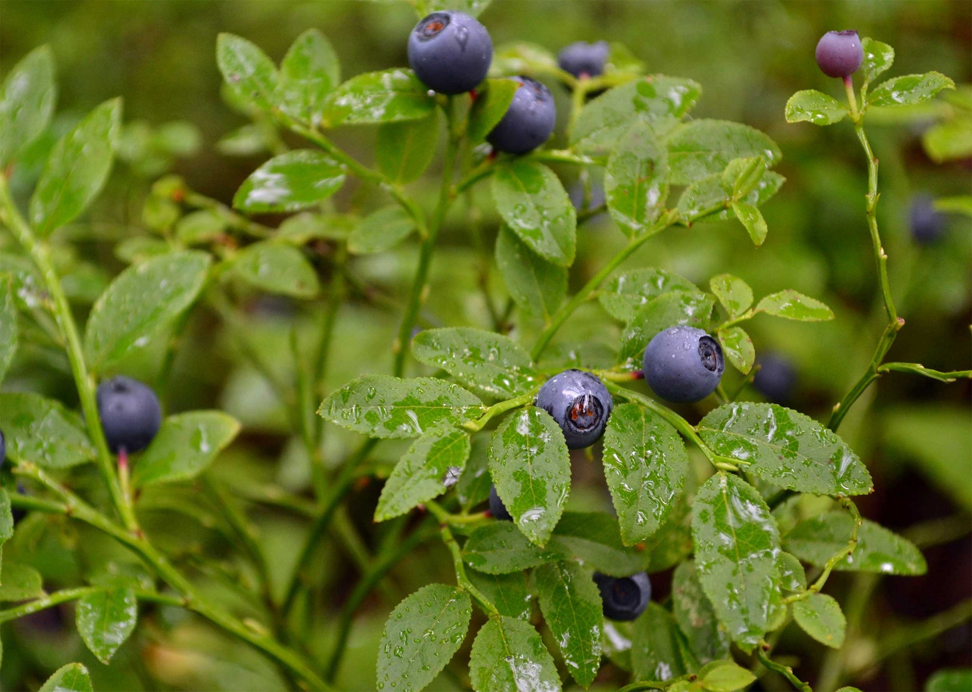 Blogs to Learn More about True Vine Specialty Farms - Coming Soon