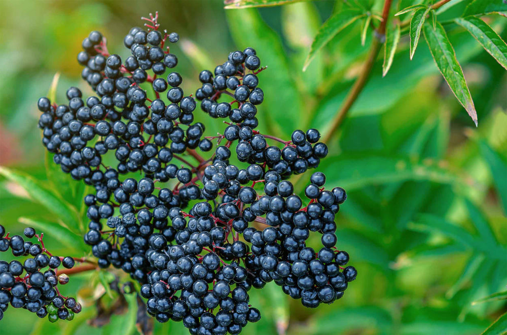 Elderberries