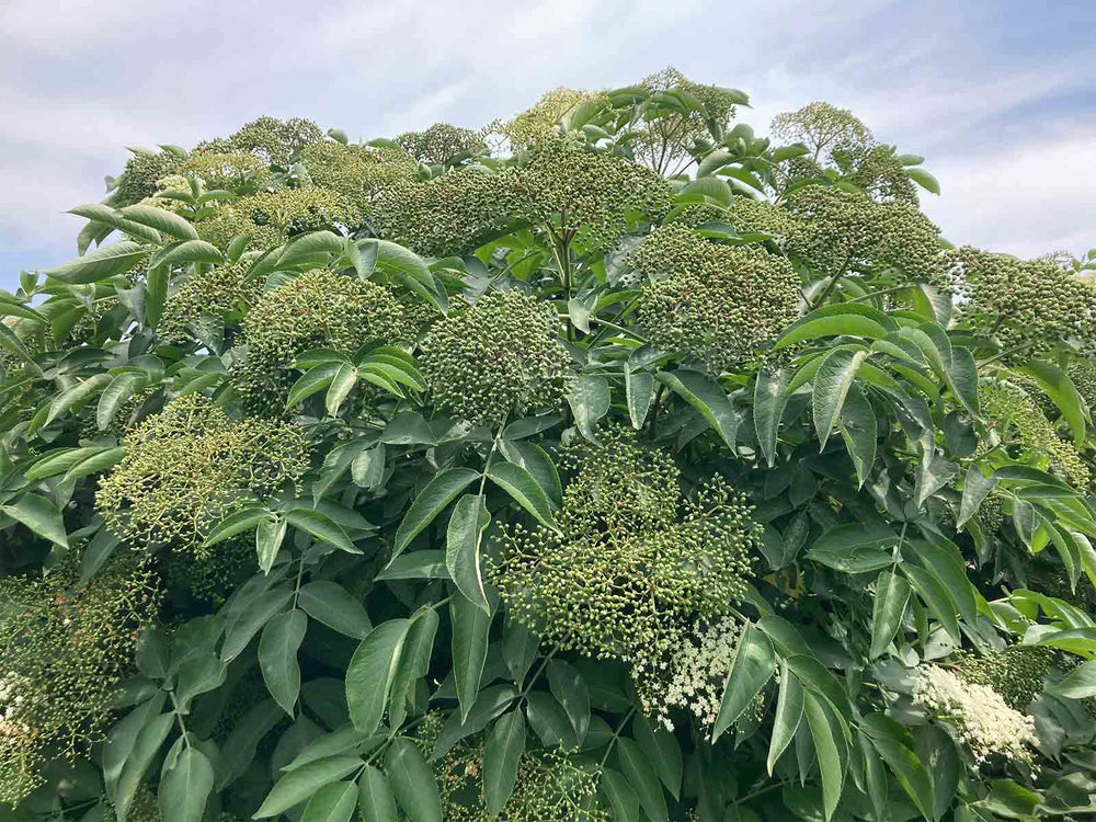 Leaves