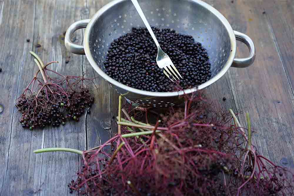 Frozen Elderberries - Destemmed & Ready to Use | Organic Sambucus Canadensis | True Vine Farms