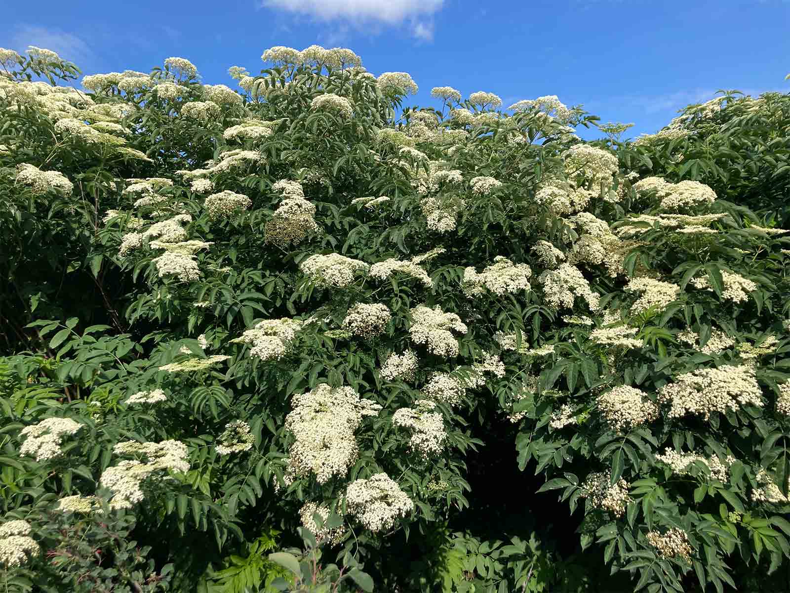 Organic Elderberry Powder | Immune-Boosting Superfood | True Vine Farms MN